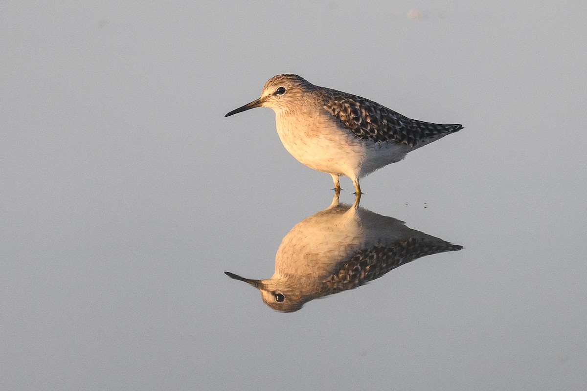 vodouš bahenní - ML646111388