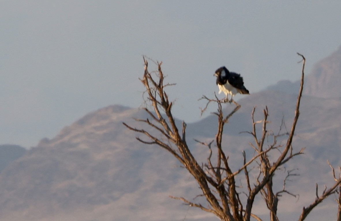 Schwarzbrust-Schlangenadler - ML646111393