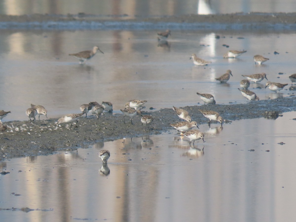 Little Stint - ML646111399