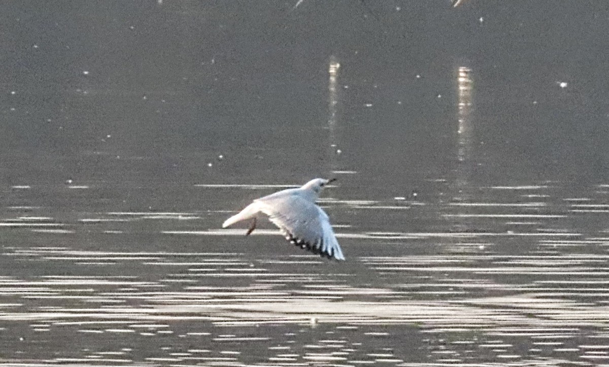 Black-headed Gull - ML646111400