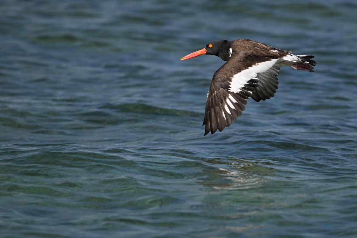 American Oystercatcher - ML646111406