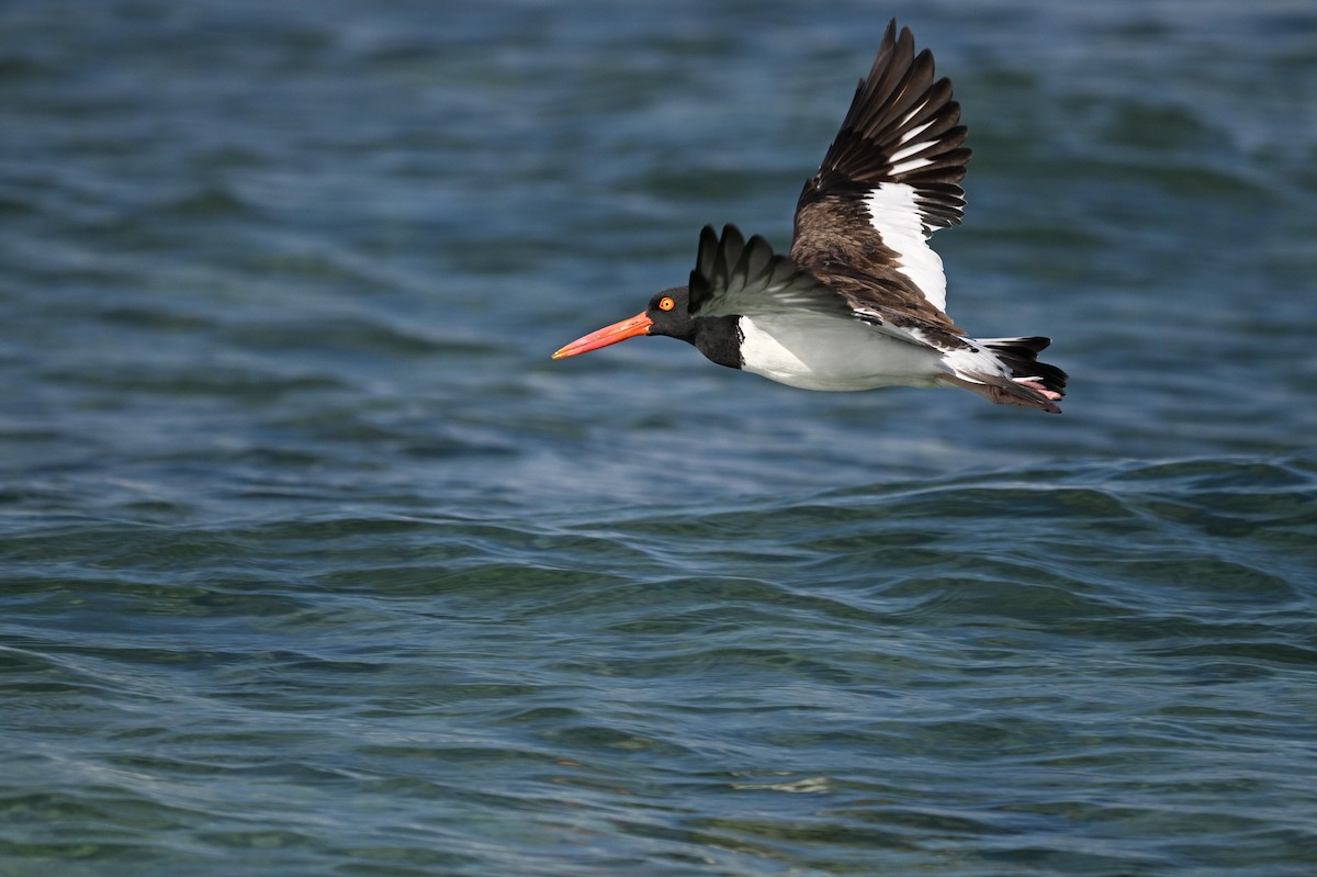 American Oystercatcher - ML646111407