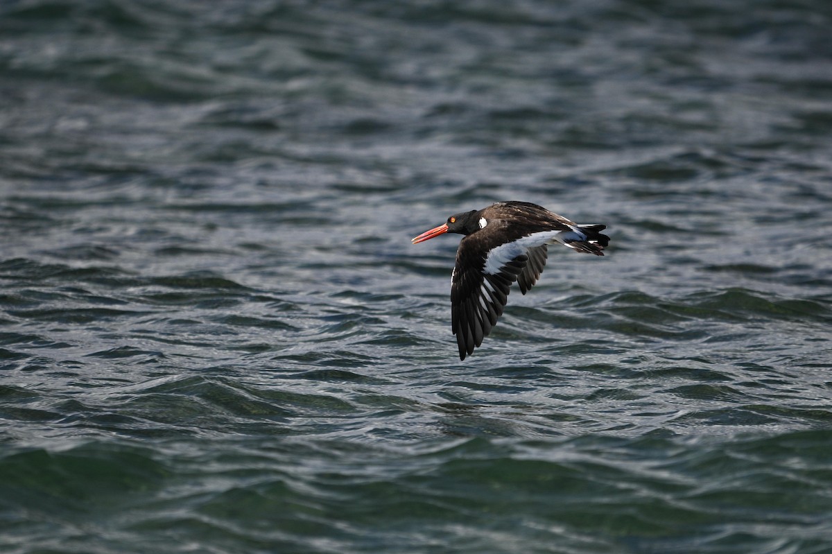 American Oystercatcher - ML646111408