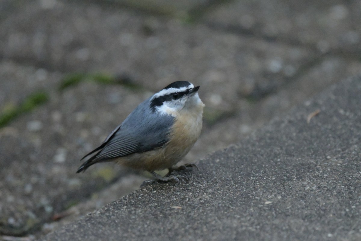 Red-breasted Nuthatch - ML646111411