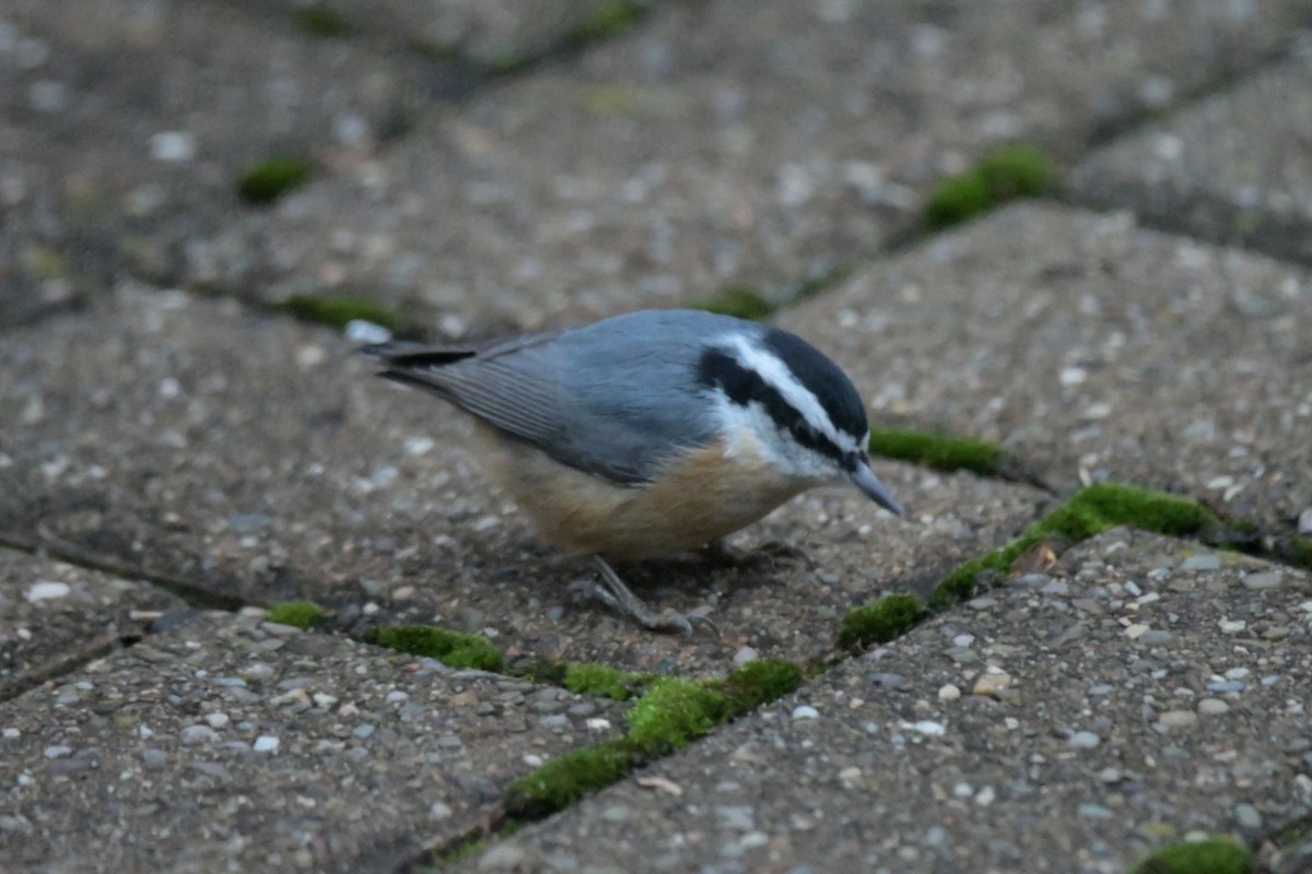 Red-breasted Nuthatch - ML646111412