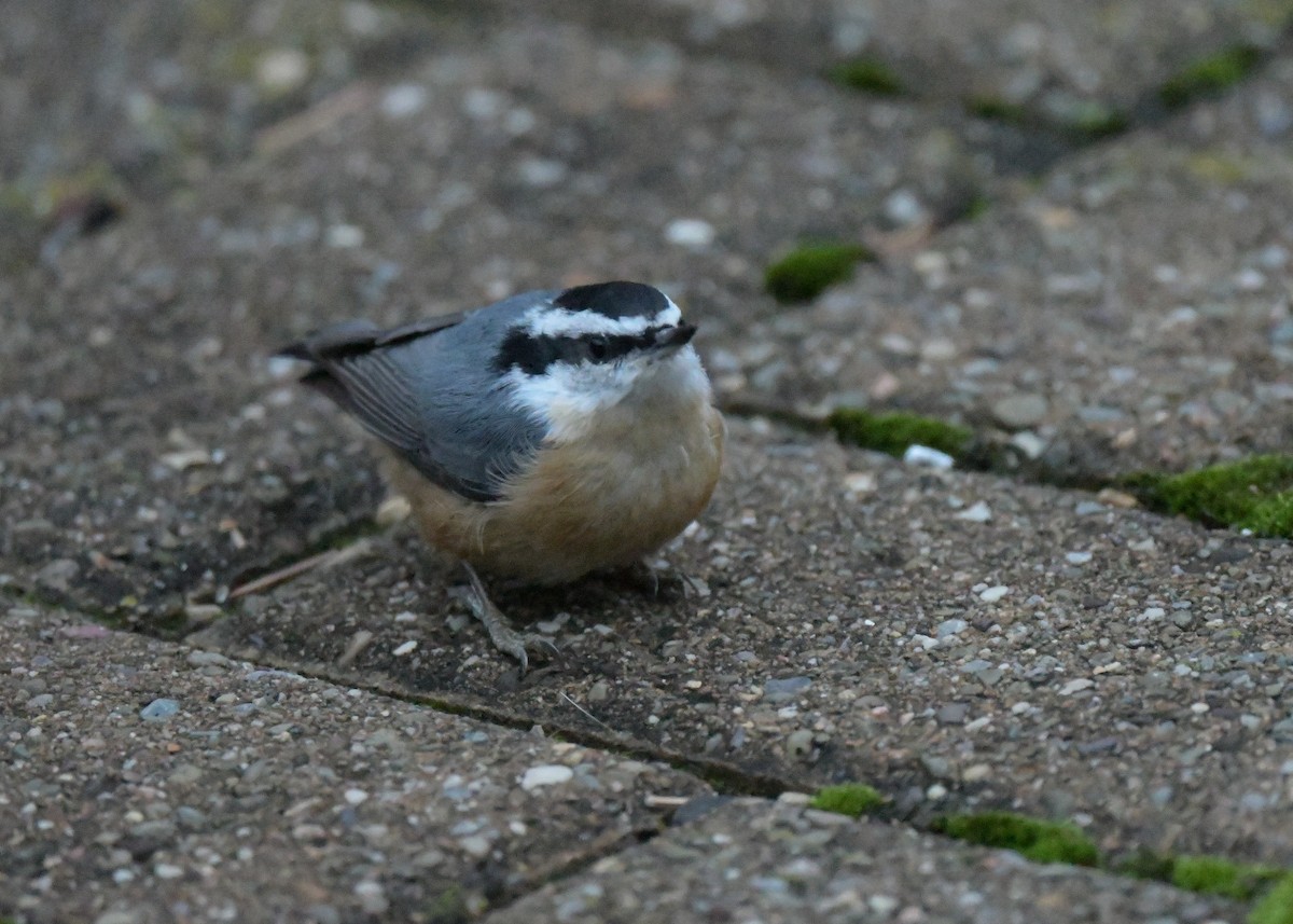Red-breasted Nuthatch - ML646111413