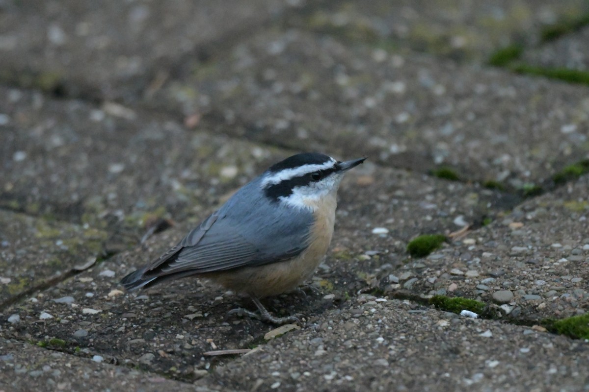 Red-breasted Nuthatch - ML646111415