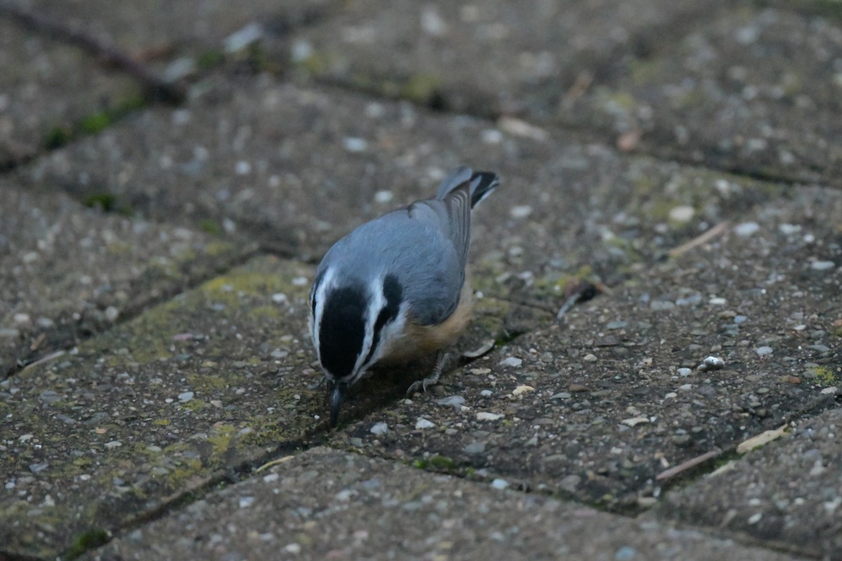 Red-breasted Nuthatch - ML646111417