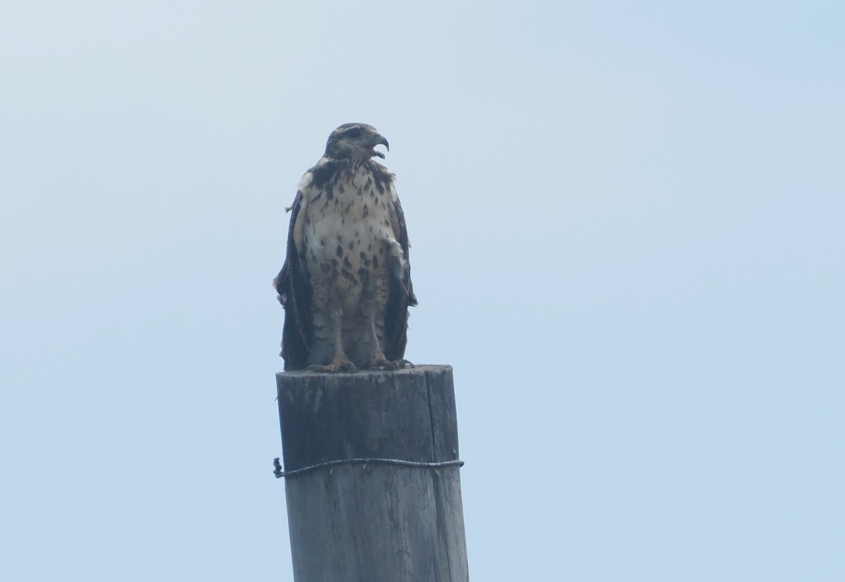 Kızıl Yengeç Şahini - ML646111418