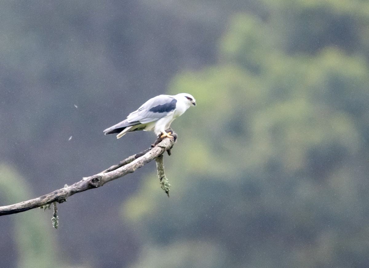 Black-winged Kite - ML646111425