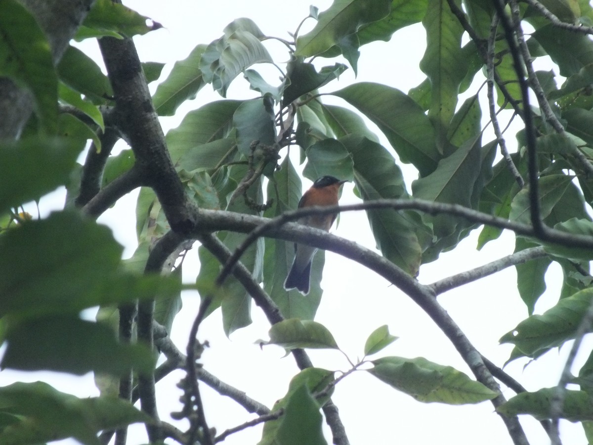Mugimaki Flycatcher - ML646111428