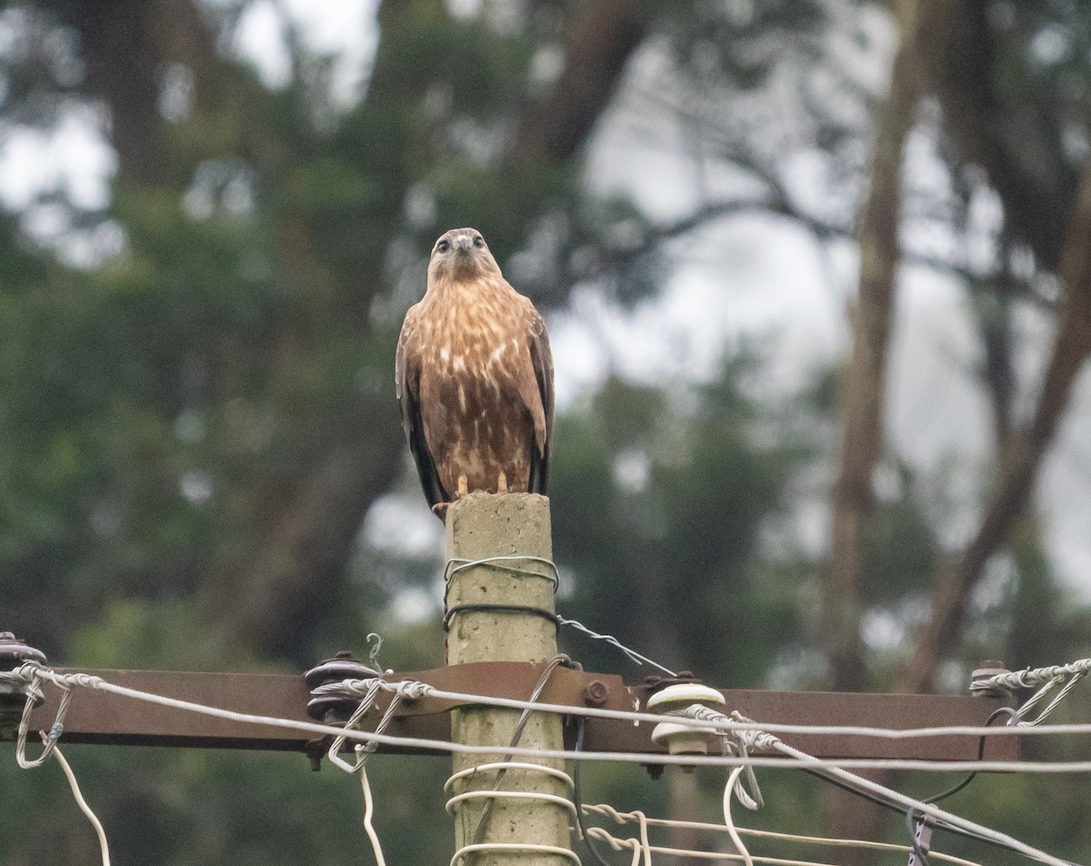 Common Buzzard - ML646111431