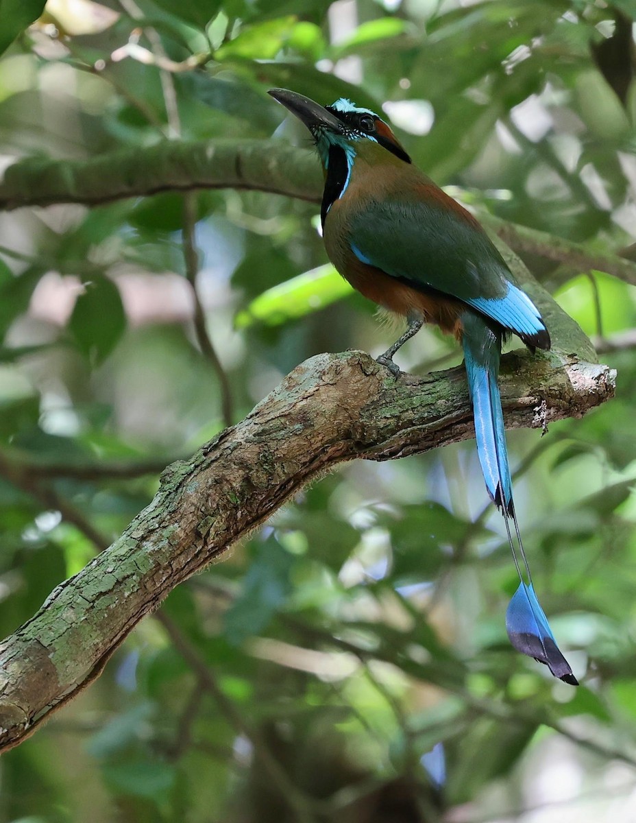 Turquoise-browed Motmot - ML646111432