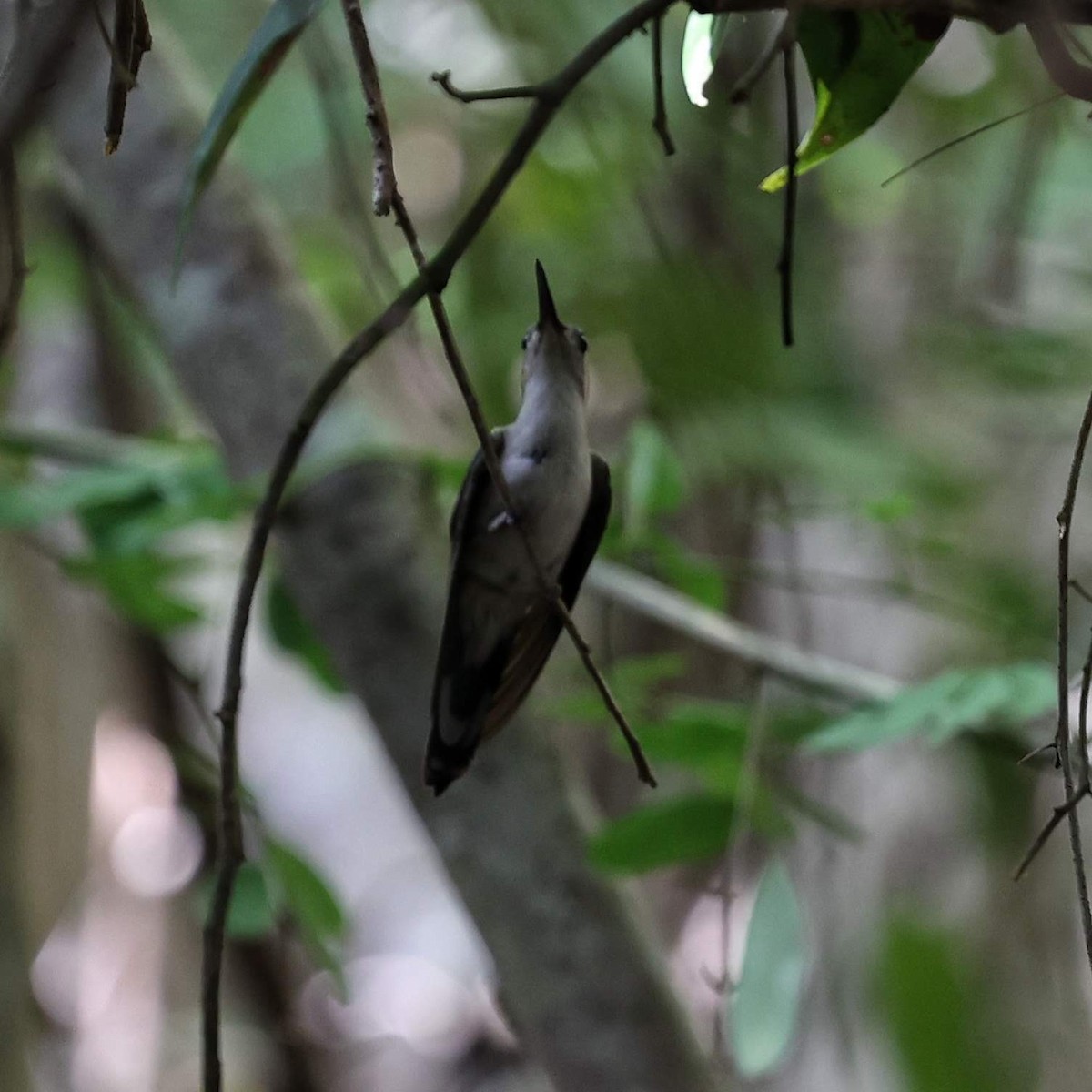 Wedge-tailed Sabrewing - ML646111451