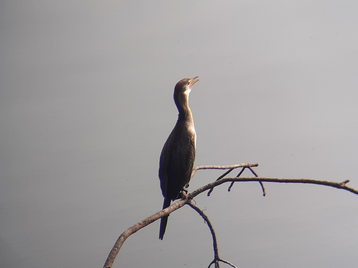 Riedscharbe - ML646111455