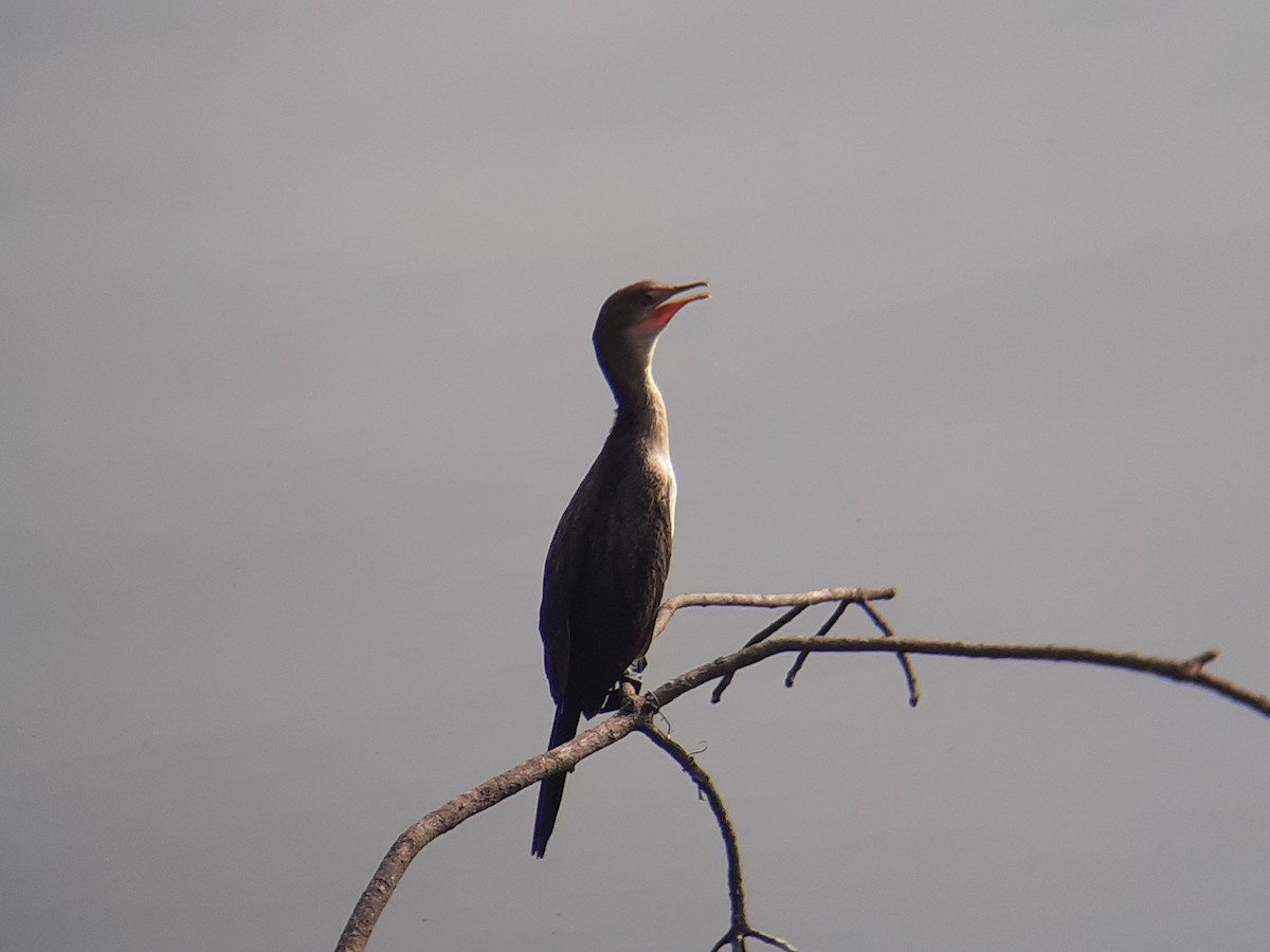 Riedscharbe - ML646111456