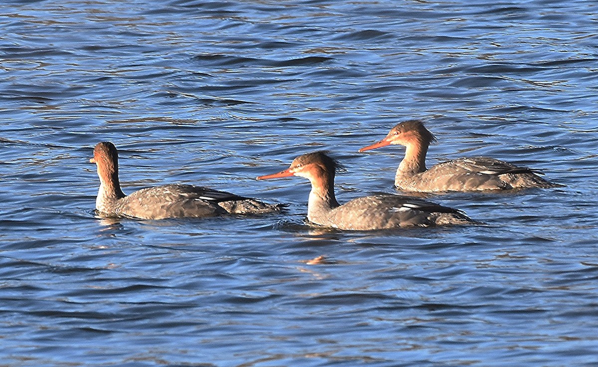 Smergo minore - ML646111476