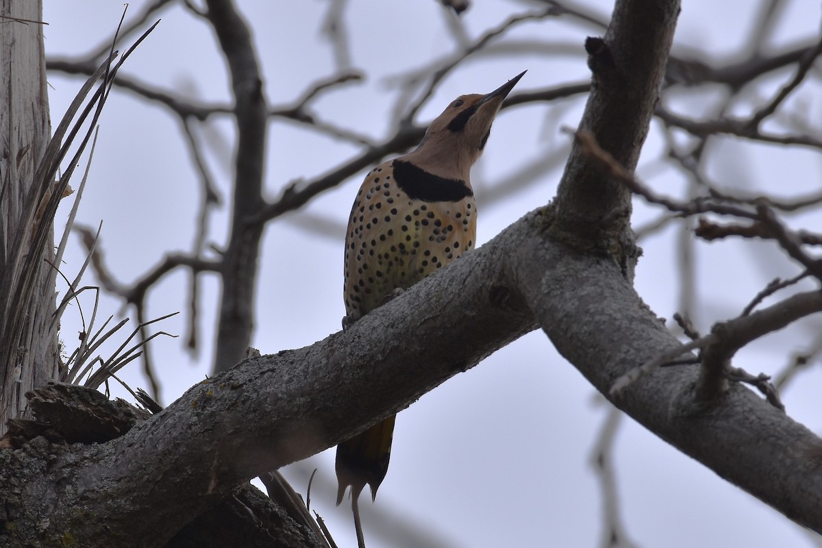 Goldspecht - ML646111484