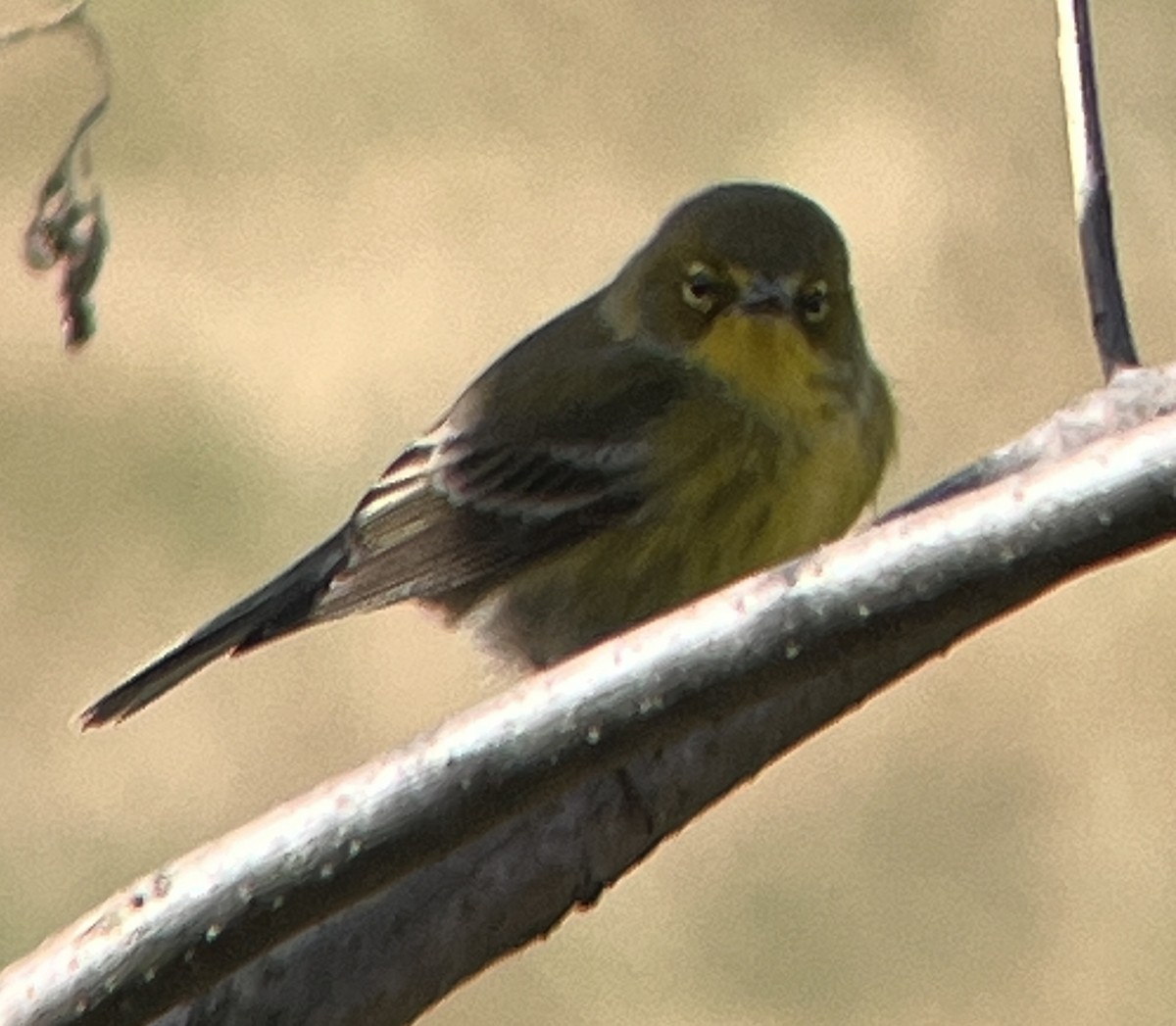 Reinita del Pinar - ML646111487