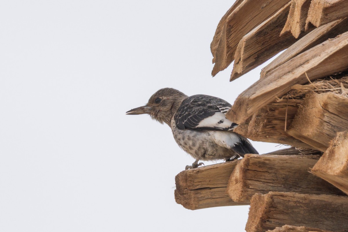 Red-headed Woodpecker - ML646111488