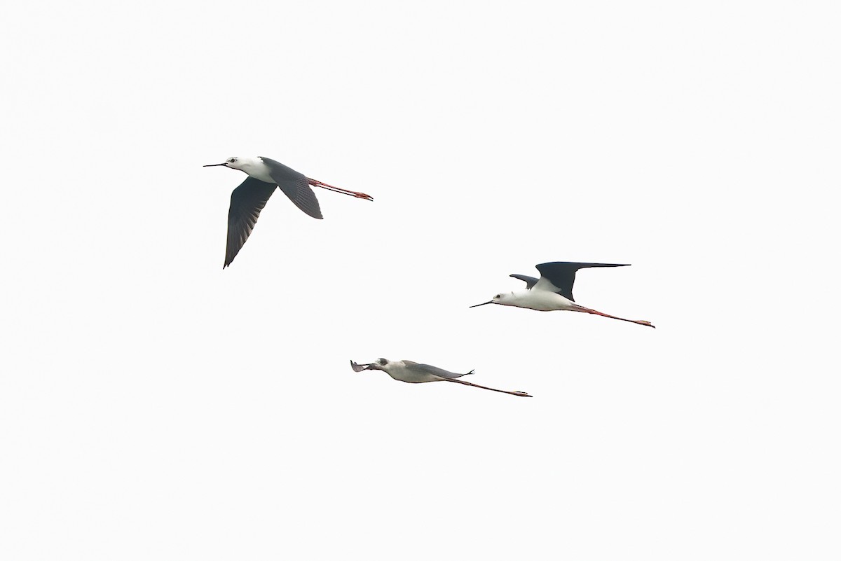 高蹺鴴 - ML646111489