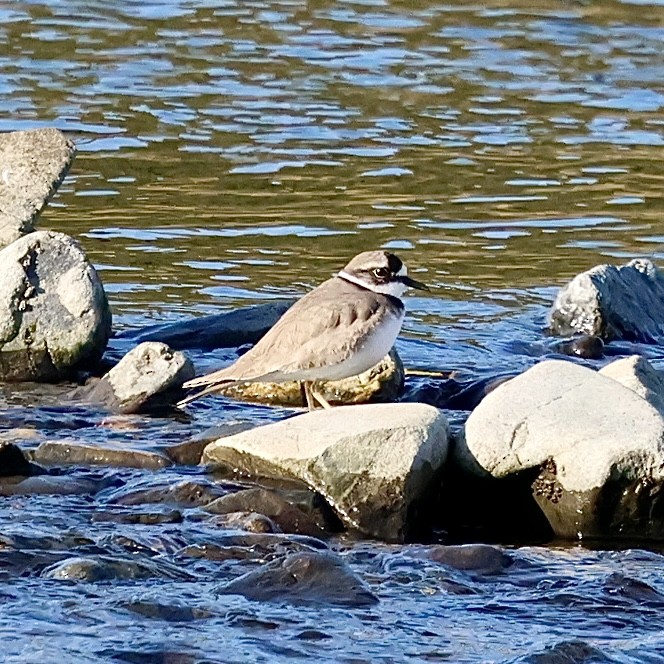 Long-billed Plover - ML646111494