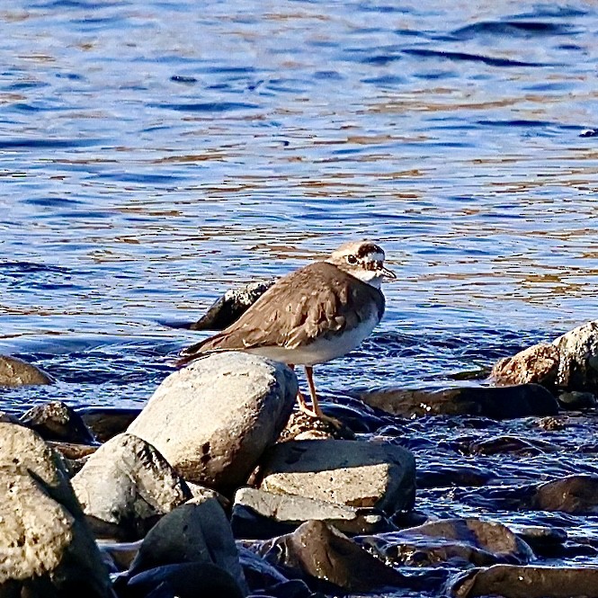 Long-billed Plover - ML646111495