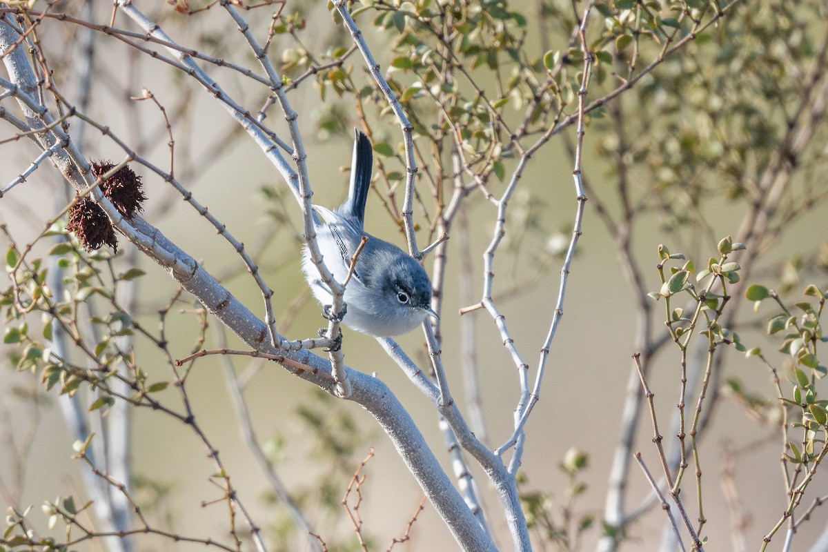 Black-tailed Gnatcatcher - ML646111499