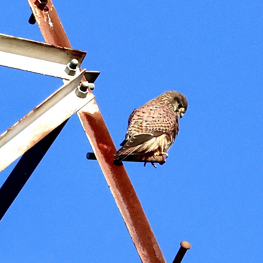 Eurasian Kestrel - ML646111511