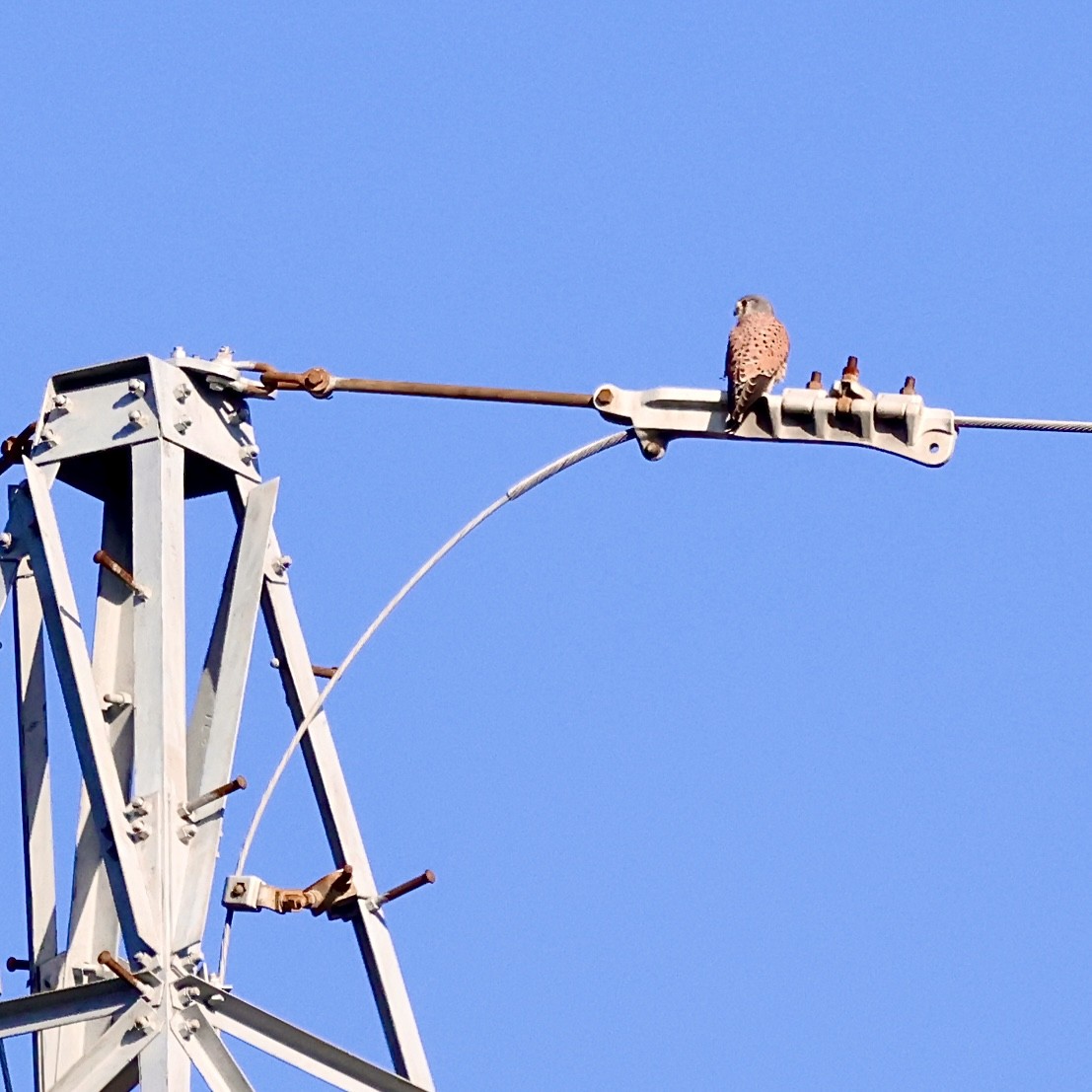 Eurasian Kestrel - ML646111512