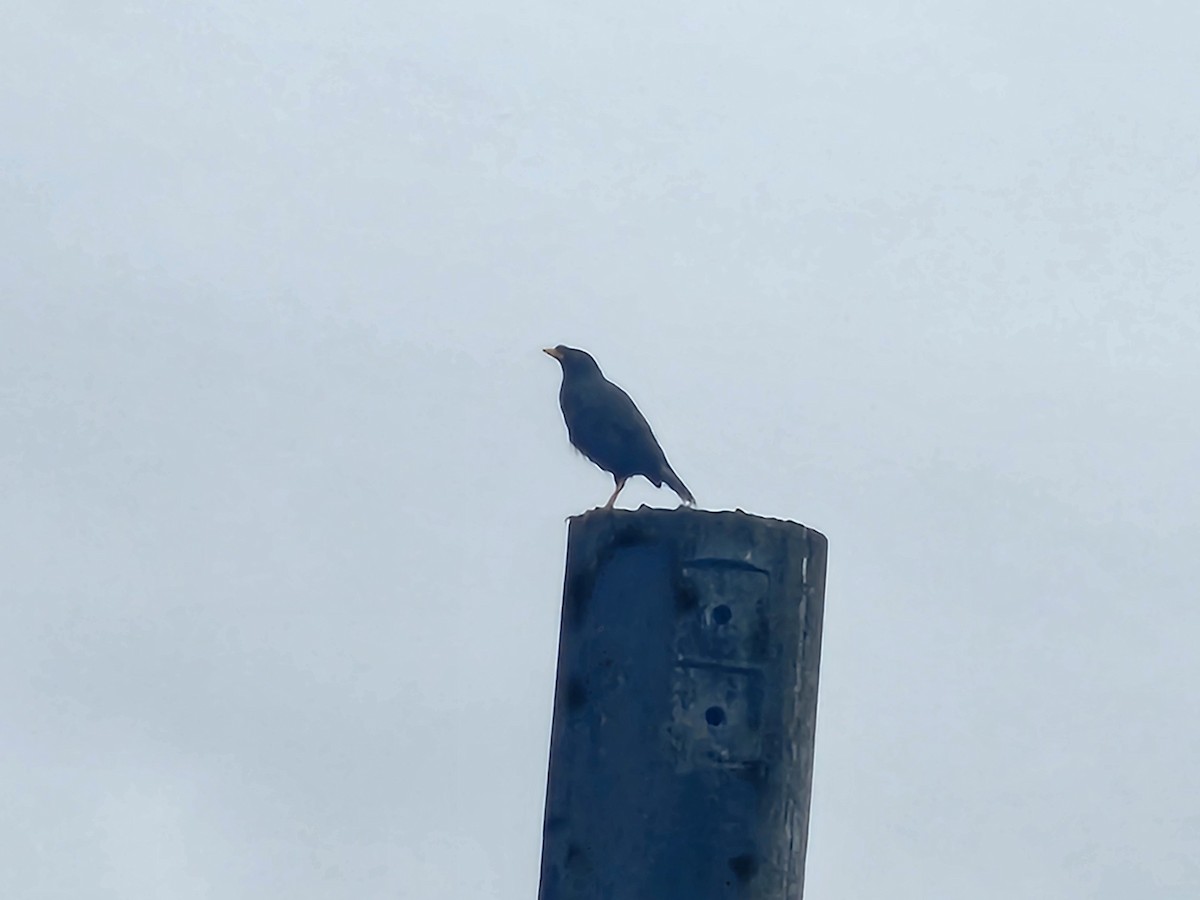 Javan Myna - ML646111517