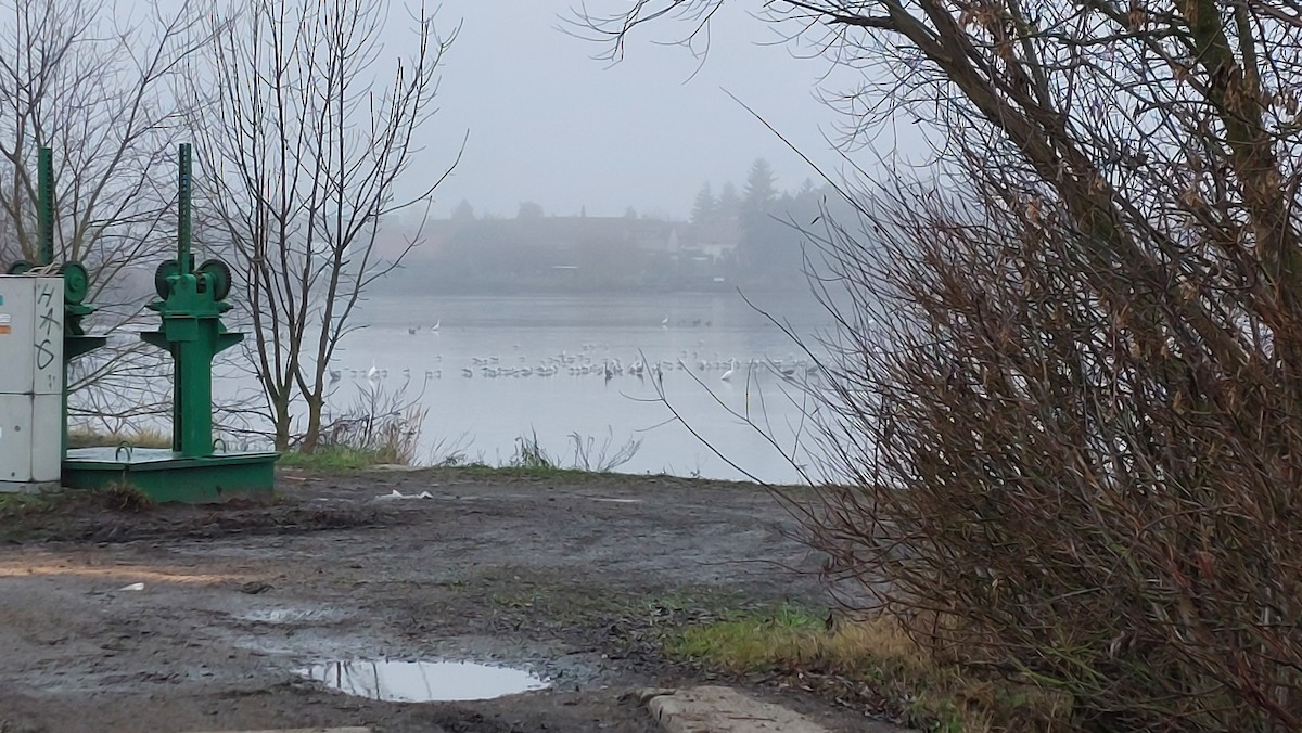 Black-headed Gull - ML646111524