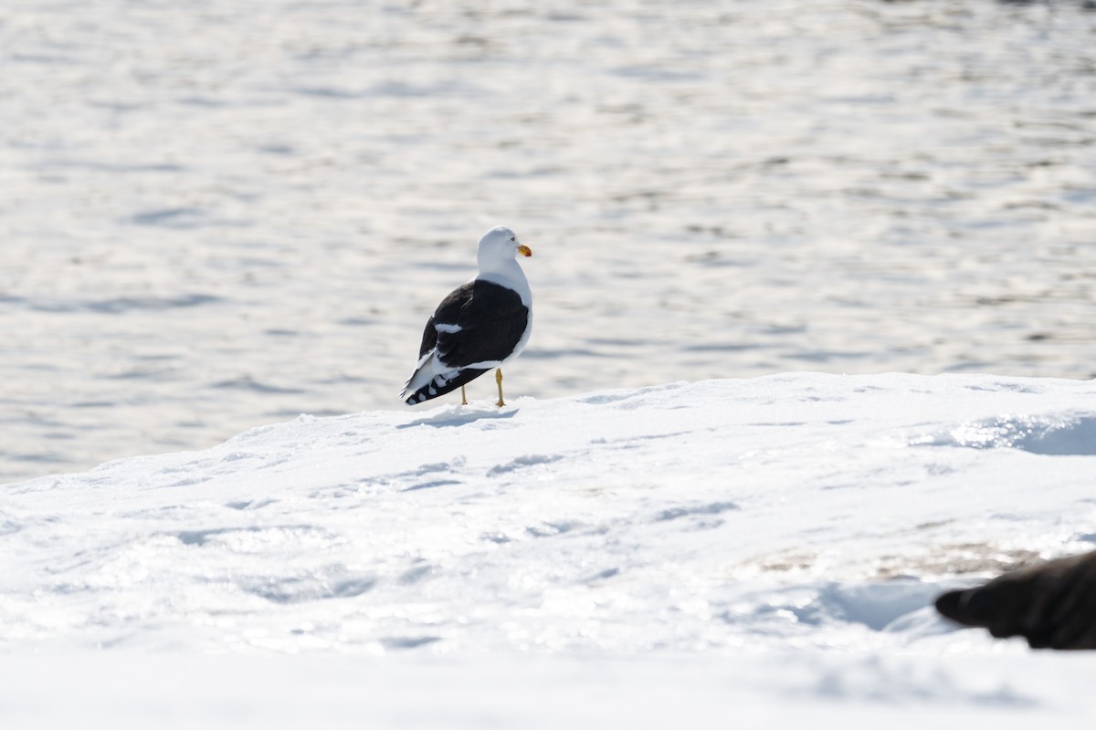 Kelp Gull - ML646111525