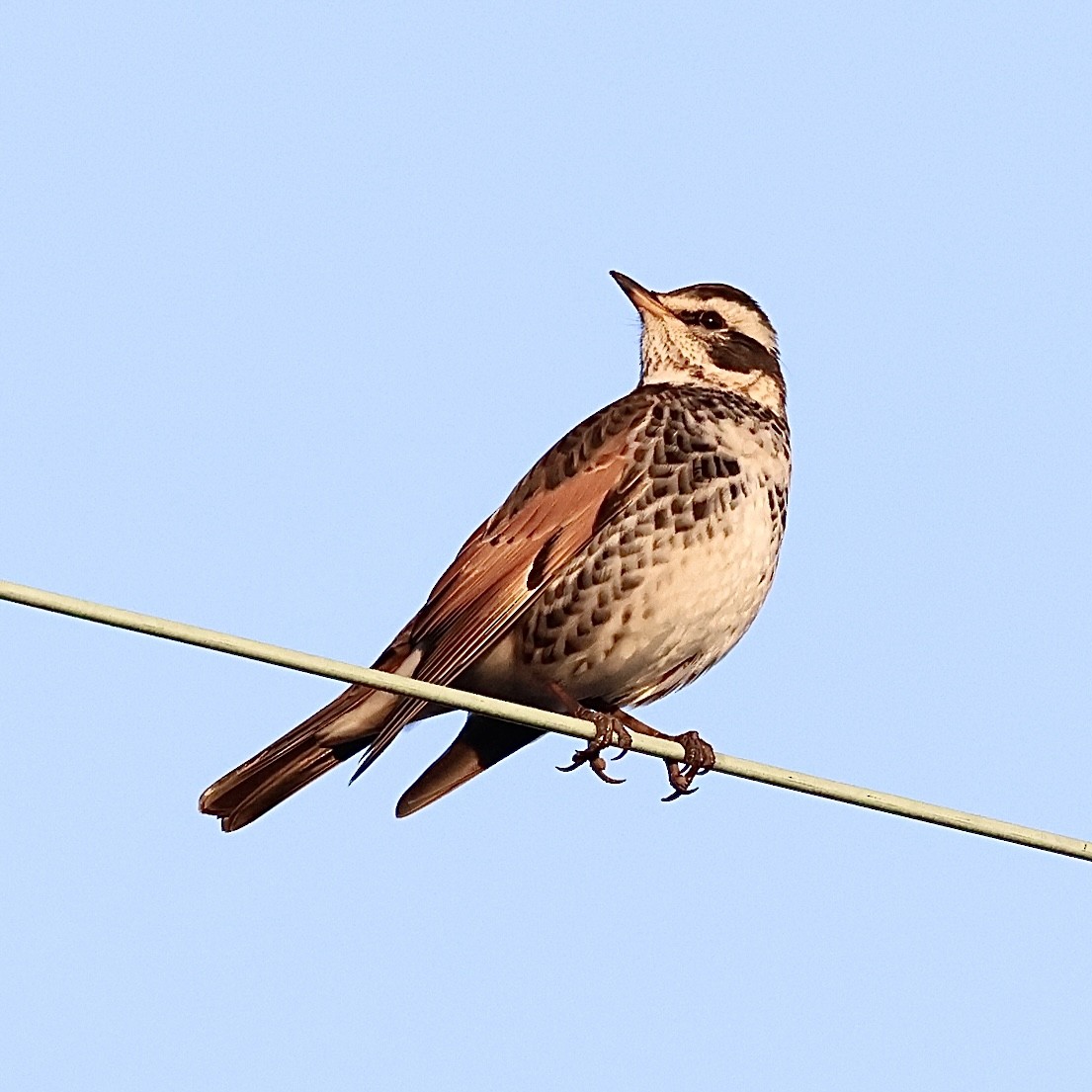 Dusky Thrush - ML646111527