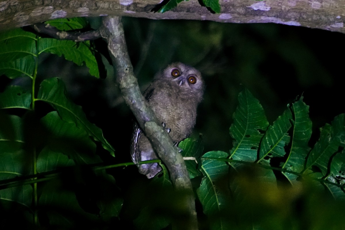 Philippine Scops-Owl - ML646111528