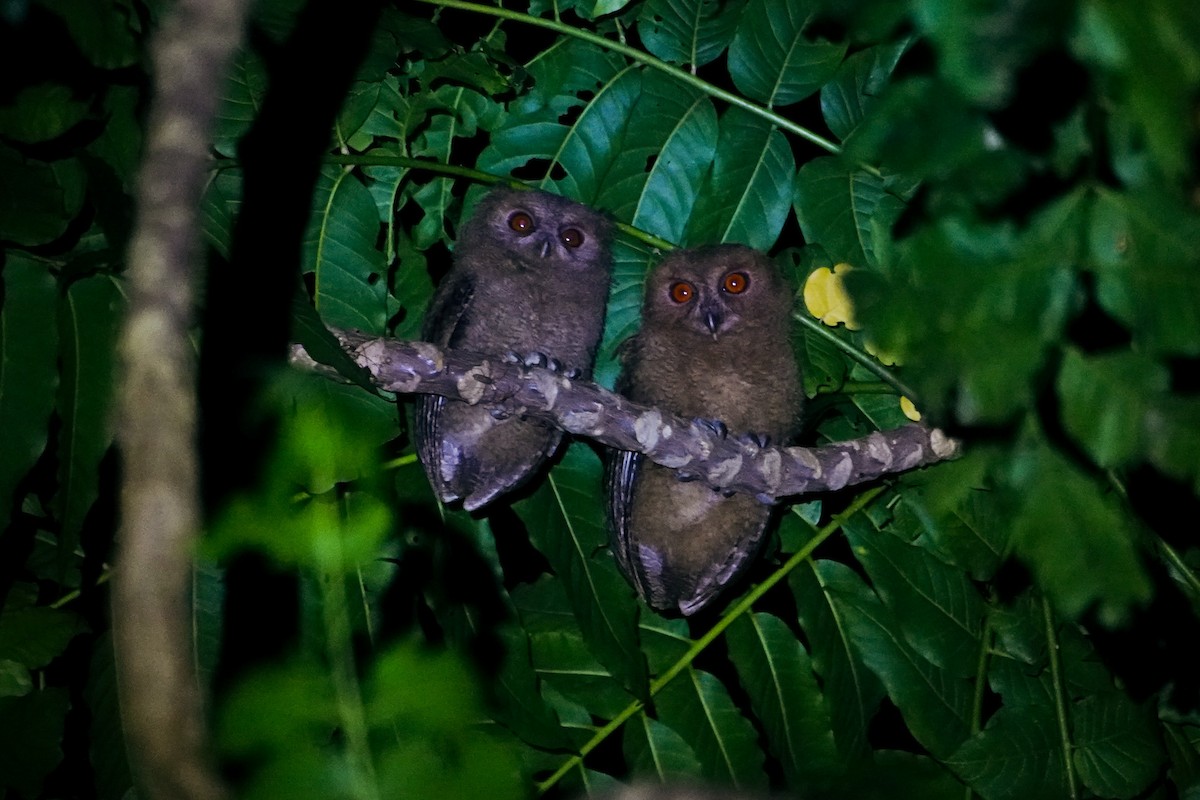 Philippine Scops-Owl - ML646111529