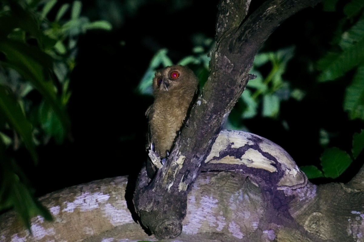 Philippine Scops-Owl - ML646111530