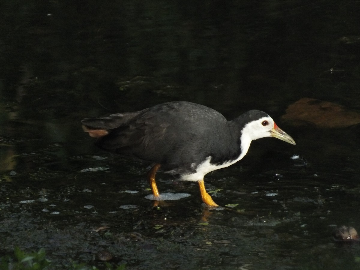 White-breasted Waterhen - ML646111531