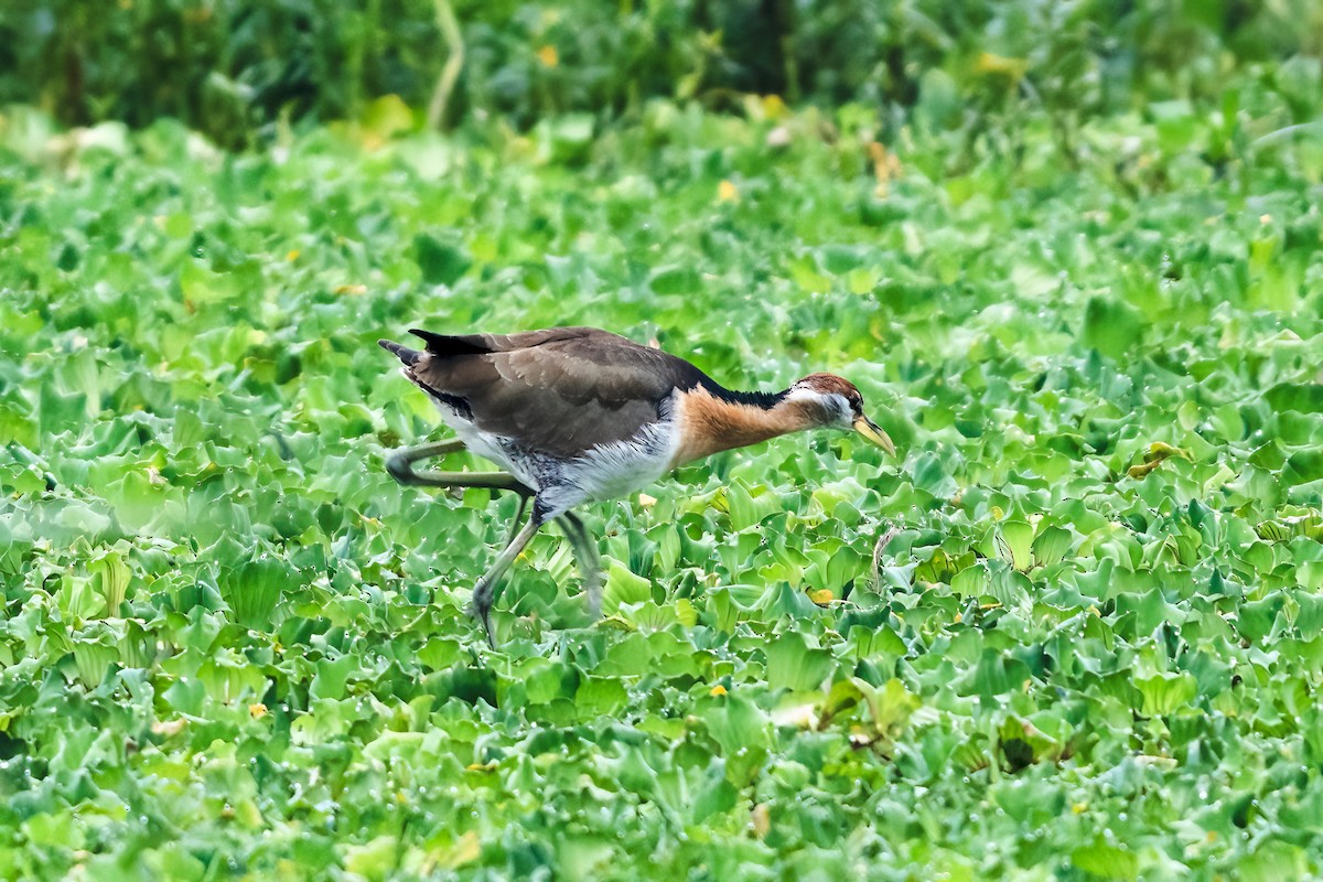 Bronze-winged Jacana - ML646111533