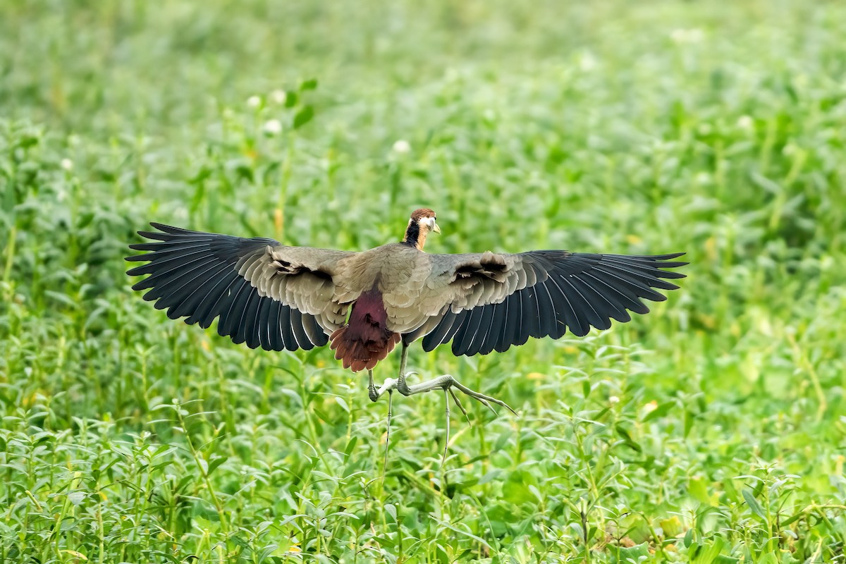 Bronze-winged Jacana - ML646111534
