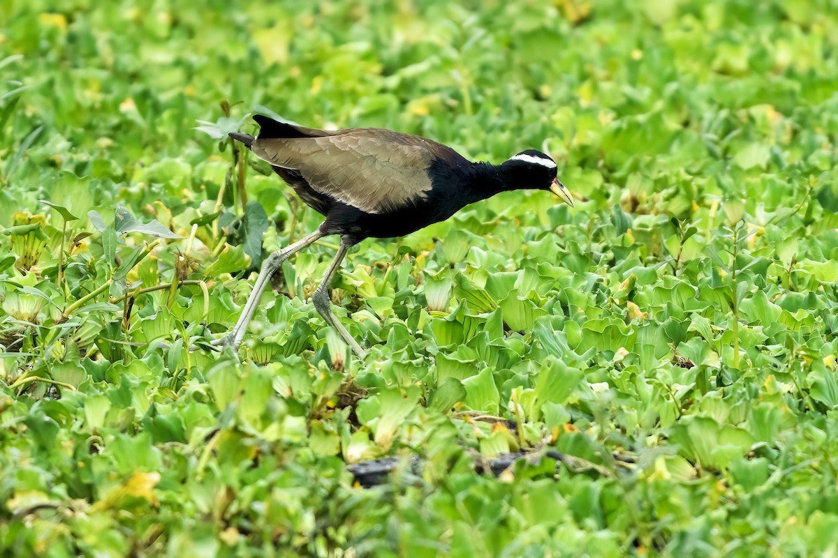 Bronze-winged Jacana - ML646111535