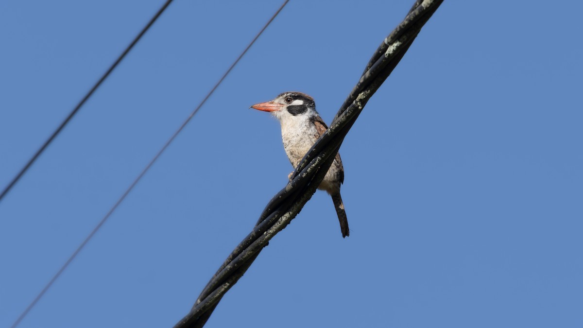 White-eared Puffbird - ML646111538