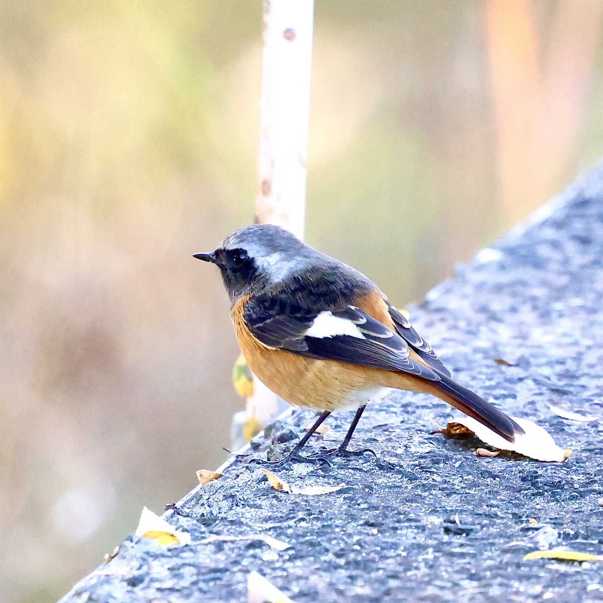 Daurian Redstart - ML646111539