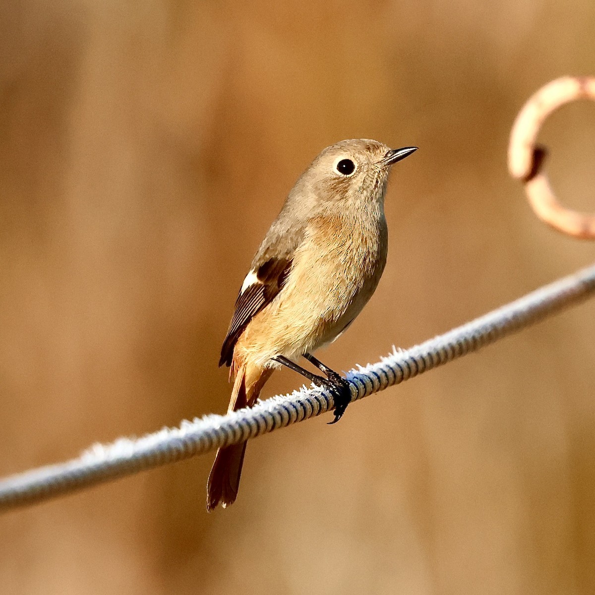 Daurian Redstart - ML646111540