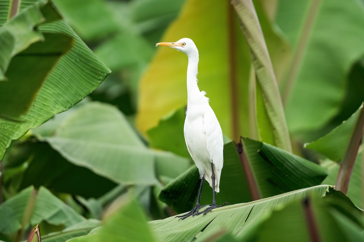 Eastern Cattle-Egret - ML646111541