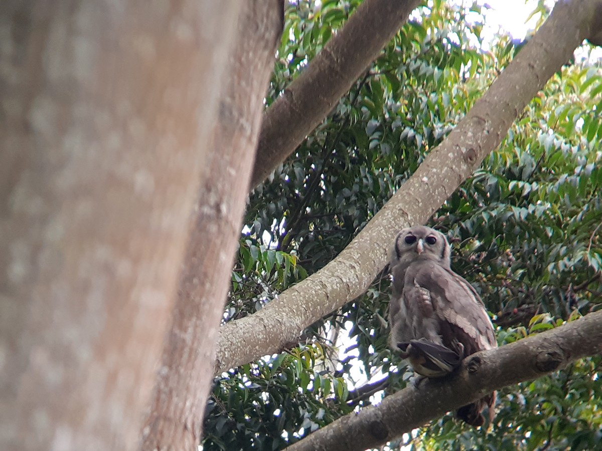 Verreaux's Eagle-Owl - ML646111542