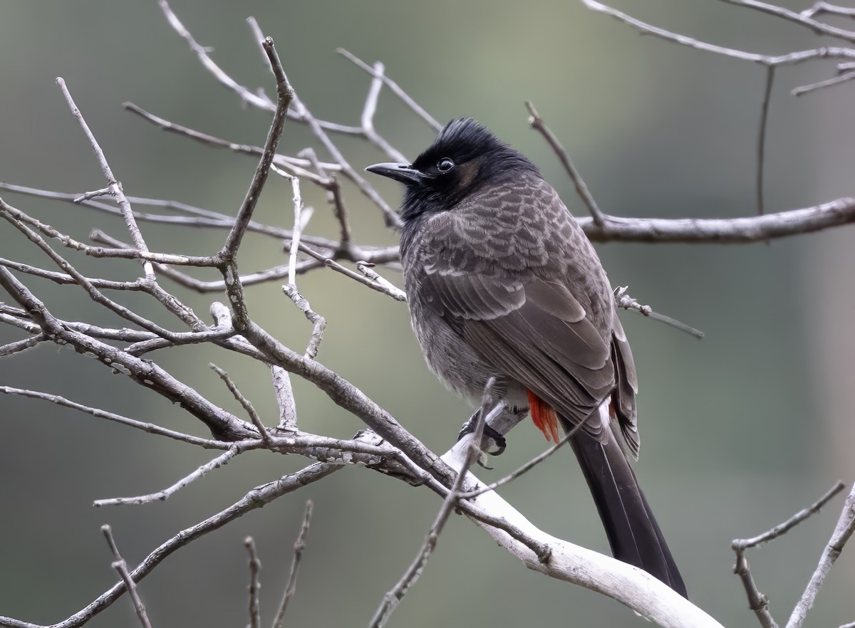 Red-vented Bulbul - ML646111543
