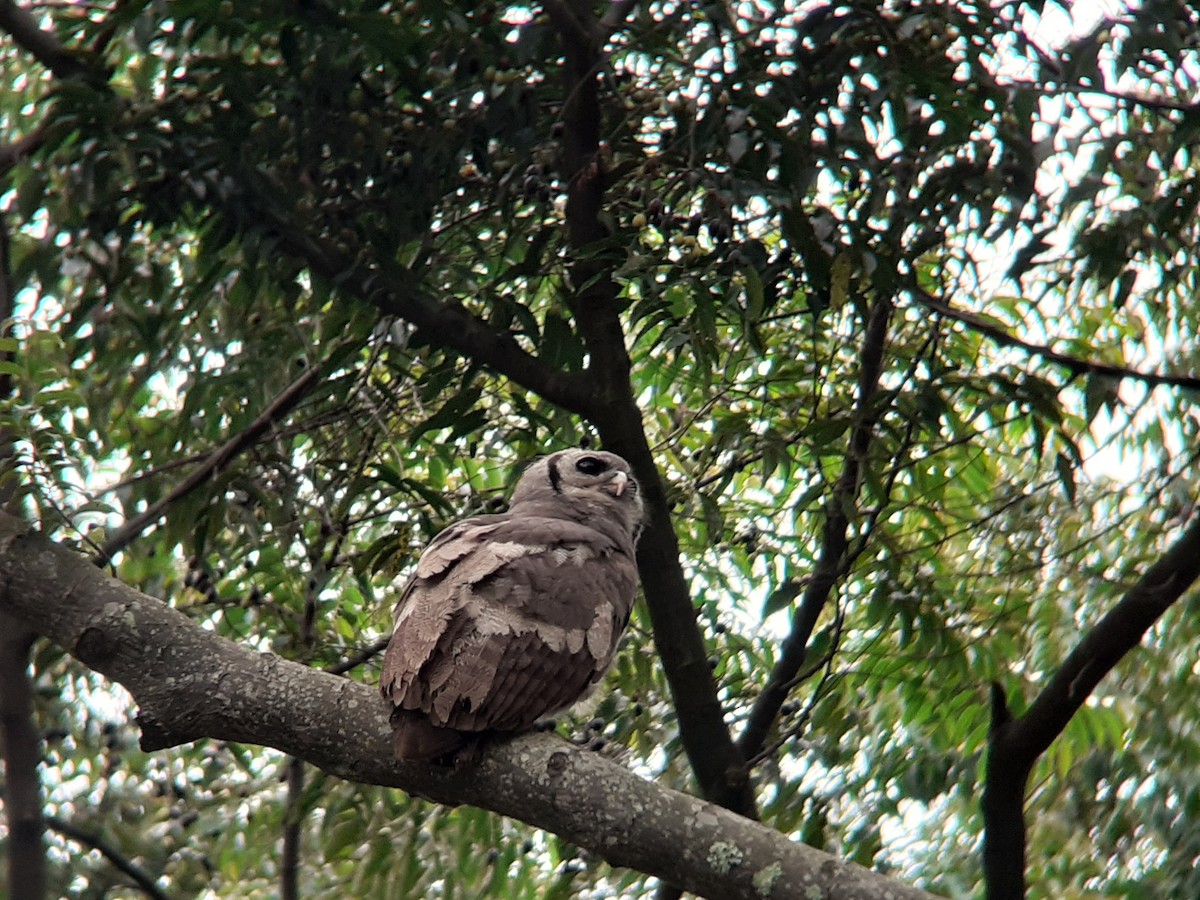 Verreaux's Eagle-Owl - ML646111544