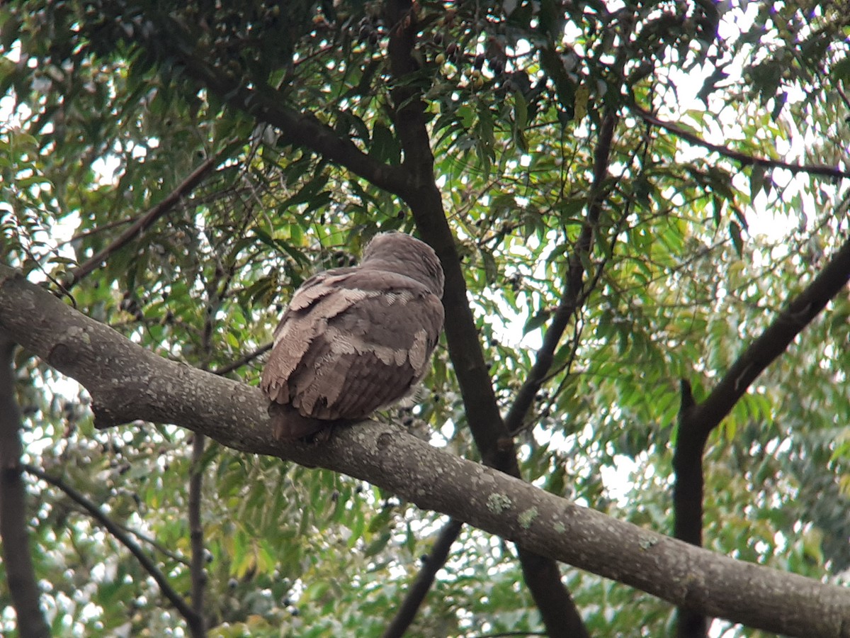 Verreaux's Eagle-Owl - ML646111545