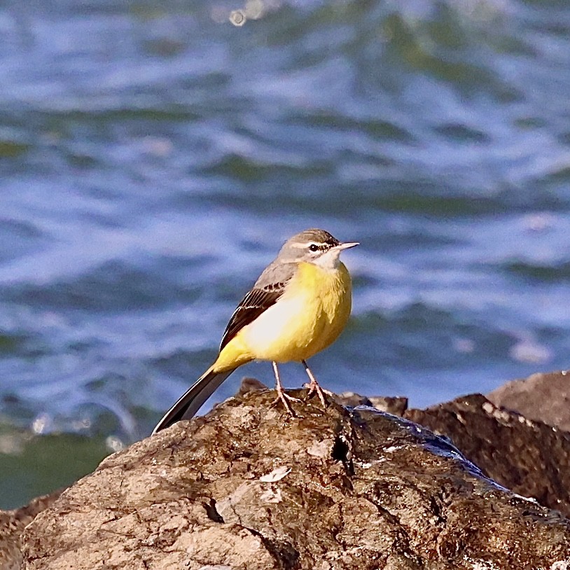 Gray Wagtail - ML646111550
